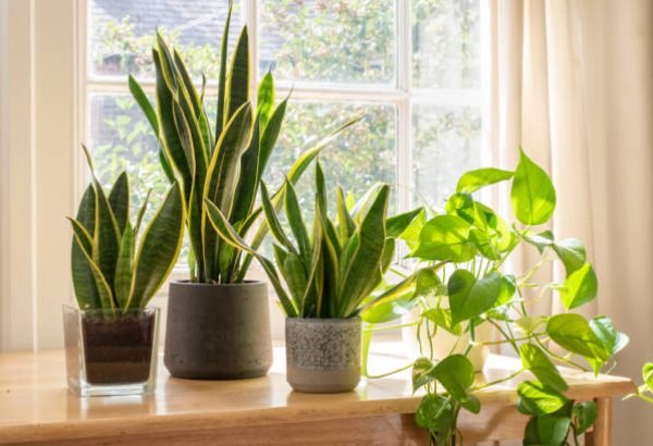 Indoor houseplants next to a window in a beautifully designed home or flat interior.